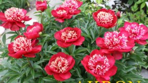 Коллекция пионов 2019