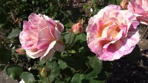 Rosa ´Paul Cézanne´