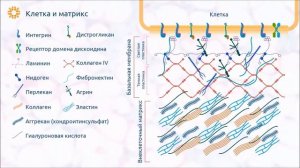 Подробно и понятно про внеклеточный матрикс