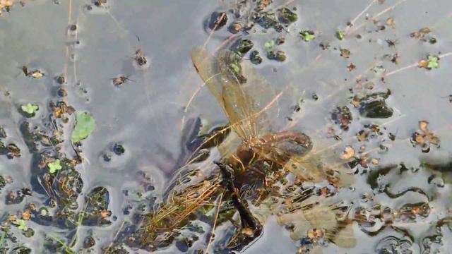 Стрекоза смотреть онлайн