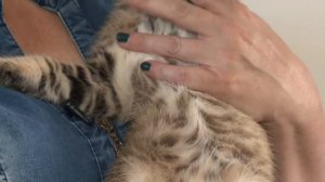 Кошка породы каракет