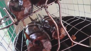 Скумбрия горячего копчения. Коптильня из ведра.