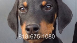 Doberman Pinschers Puppies for Sale Los Angeles California