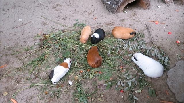 Морские свинки быстро размножаются 15.08.2023 смотреть онлайн