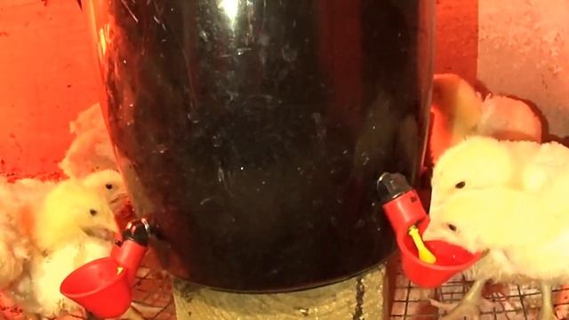 Новые поилки для бройлеров Чашечные поилки с установкой на ведро