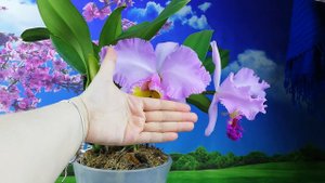 #орхидея #каттлея
Каттлея Памела Финней радует своим цветением