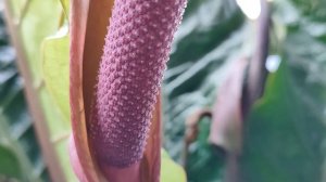 Антуриум хукери. Anthurium hookeri.