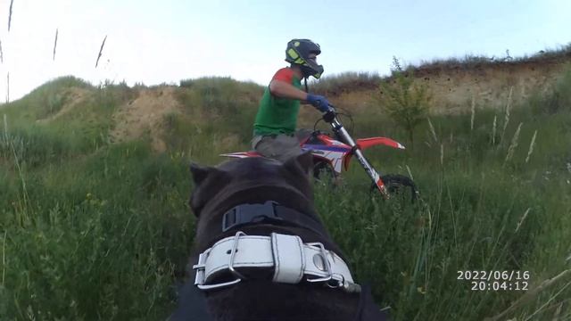 Поставил камеру на собаку смотреть онлайн