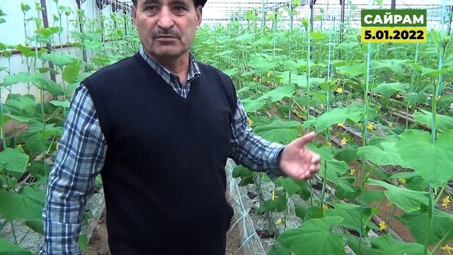 Начальная формировка растений огурца. Применение аминокислот и Цитопланта в раннем возрасте смотреть онлайн