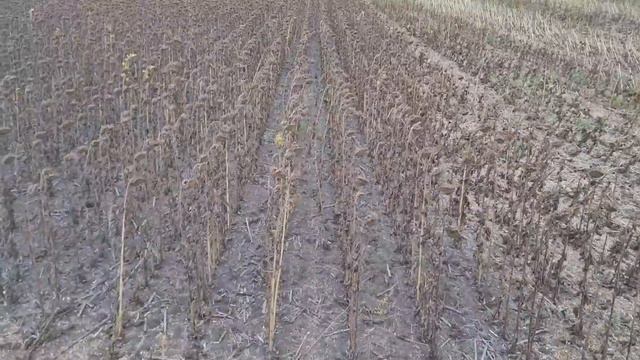 Посухостійкий соняшник не витримав спеки. смотреть онлайн