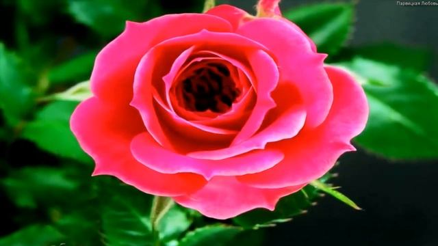 Поздравляю Маму! С Днем Рождения Мама! Поздравление для мамы! смотреть онлайн