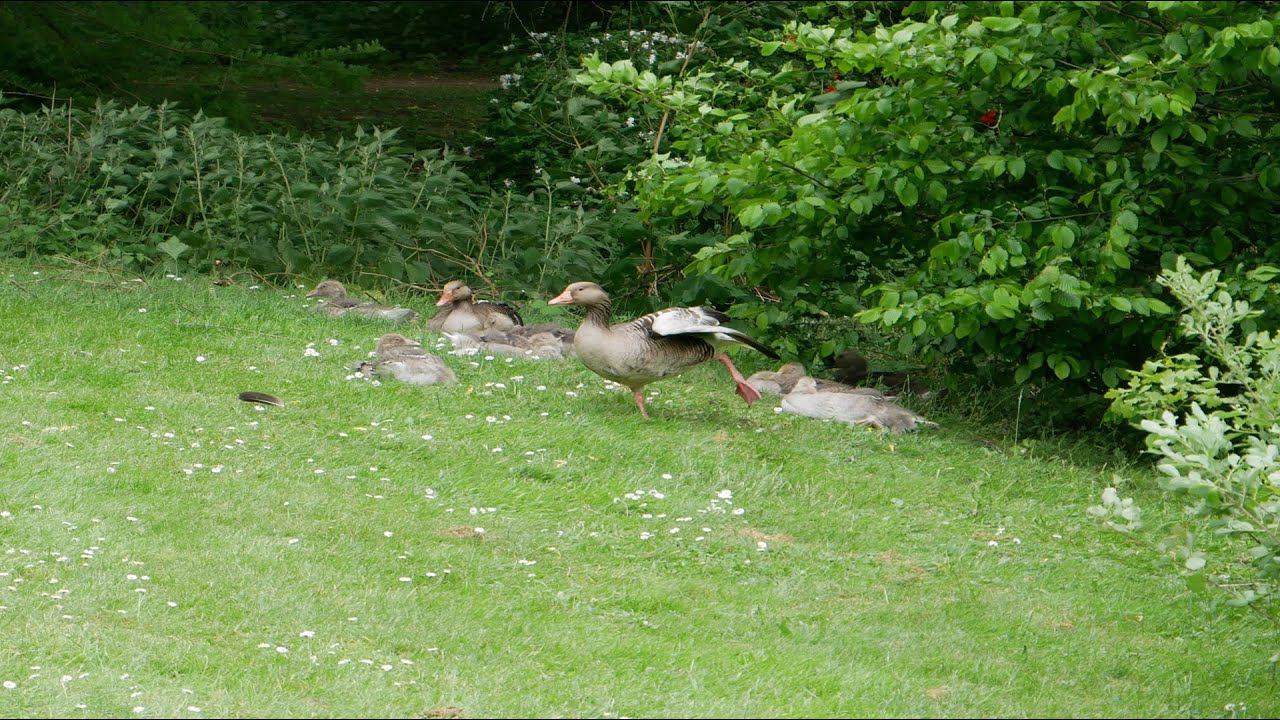 Серый гусь, семъя гусей.