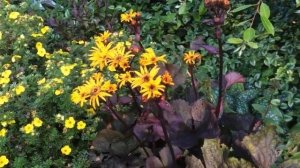 Декоративные растения. Семь неприхотливых декоративных растений для ландшафтного дизайна