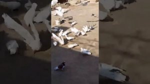 Бакинські та туркменські голуби д. Гафура в Туркменістані м. Туркменабад (Чарджоу)