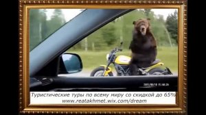 Медведь на мотоцикле! Самое смешное видео! Прикол. Ржака. Путешествия и туры.