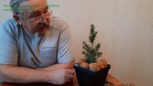 Карликовая ель Коника