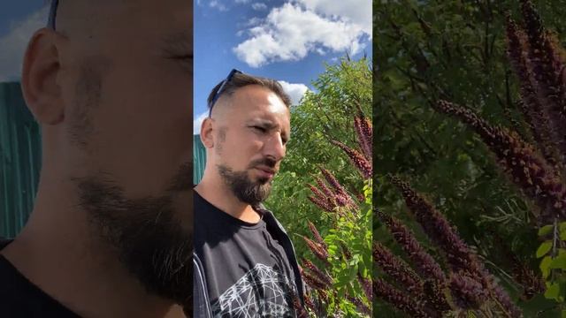 Аморфа кустаниковая