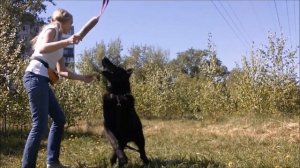 Дрессировка ВЕО (щенок 6 мес.)