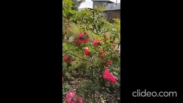 Моя дача 20 Сентября смотреть онлайн