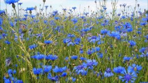 Я люблю тебя, Родина малая   Слова Лидия Евченко   музыка исполнение Сергей Усачев