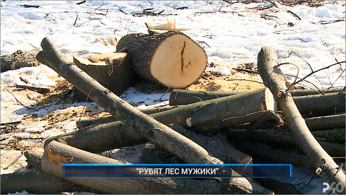 Лесу рублю. Масштабная вырубка леса. Экологическая катастрофа Екатеринбург.