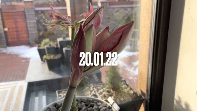 ПОДТВЕЖДЕНИЕ СОРТА ГИППЕАСТРУМА “CHARISMA” ОТ ИНТЕРНЕТ-МАГАЗИНА “KWYTKA”. ПОСАДКА 13.12.21. смотреть онлайн