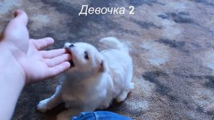 Мальтезе детки 1 месяц
