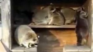 Еноты!)))Вася-выдыхаааай,а то упадешь!;))))