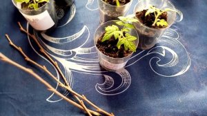 Пытаюсь Размножить??? Орех ФУНДУК Черенками в доме!!! Просто Зксперимент!!! ??? 12.03.2023г.??