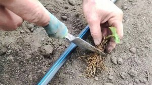 Готовим на весну рассаду клубники ? ОКС (открытая корневая система).