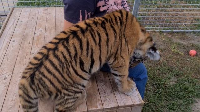 Тиграмама приехала и привезла шерсть гепарда смотреть онлайн