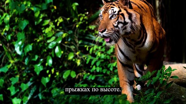 Сборник фактов 25 #животные #факты #интересно
