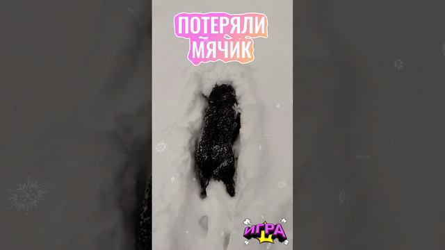 Ищем мячик в сугробе ❄️ #спаниель #собака #животные #снег #мячик #сугроб #весело #spaniel #ball #dog