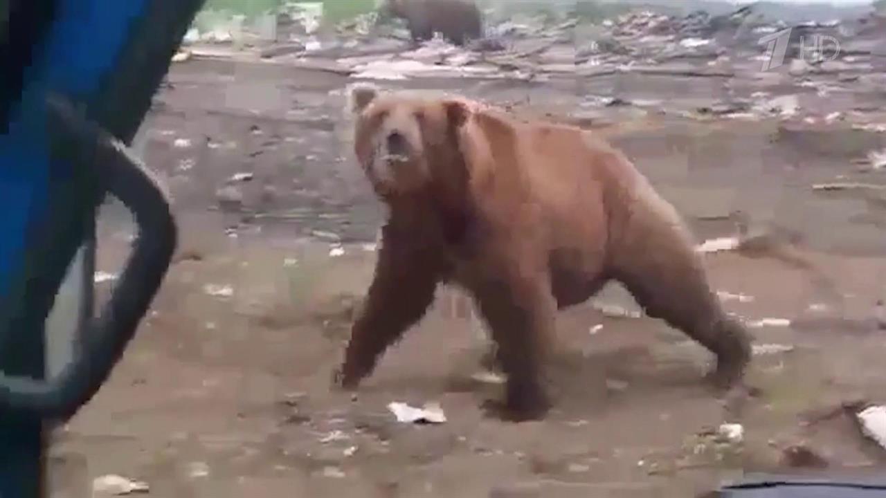 Жители Оренбургской области переживают нашествие медведей