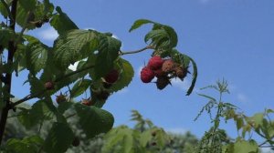Малина лесная(forest raspberry)