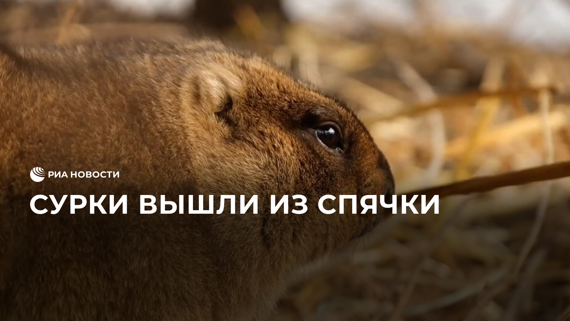 Показать сурка