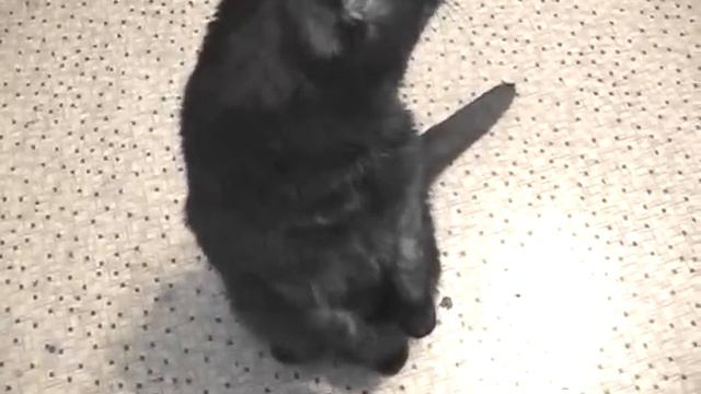 Вислоухий кот на задних лапах смотреть онлайн