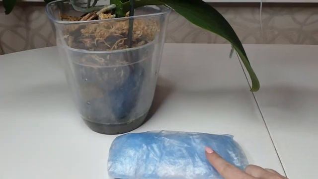 Буду РАЗМНОЖАТЬ ОРХИДЕЮ Семена орхидеи созрели смотреть онлайн