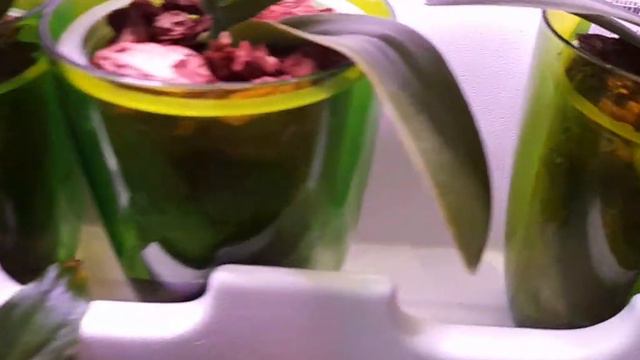 Фитомодуль. Очередная перестановка цветов на кухне. смотреть онлайн