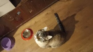 котик Лео просит влажку