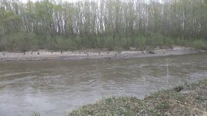 Речка Локтевка. Курья (Алтайский край)