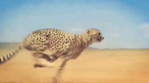 Гепард бежит ( Замедленная съемка )