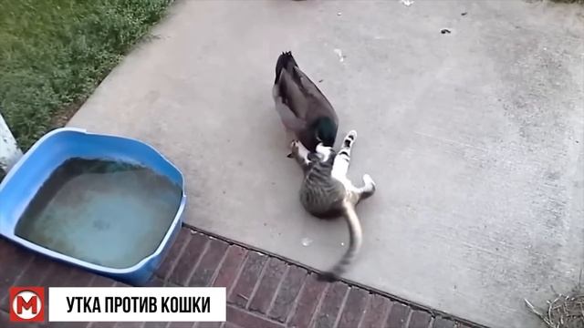 Вот на что Способен Кот в Ярости против Диких Животных смотреть онлайн