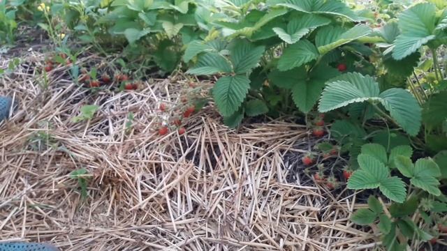 Дегустация Земляника садовая урожаный крупноплодный сорт