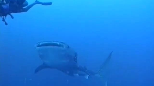 Meine Weltmeere Jürgen Remscheid Germany смотреть онлайн