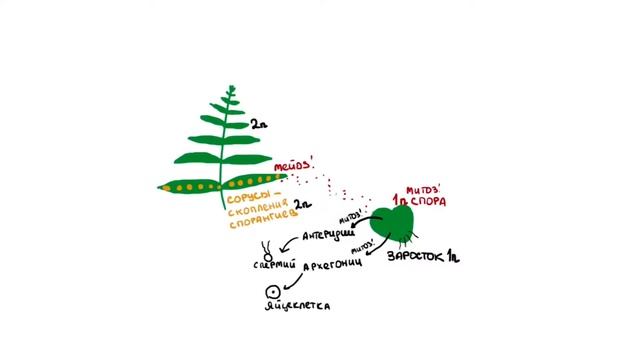 Жизненный цикл папоротника | БИОЛОГИЯ ЕГЭ | Лина Клевер смотреть онлайн