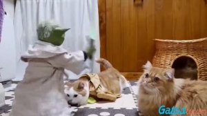 [Gatos Graciosos] Tras el estreno mis gatitos se volvieron locos con la Guerra de las Galaxias