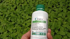 КАК ЗАЩИТИТЬ ПЕТУНИЮ ОТ СЕРОЙ ГНИЛИ?