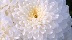 02. Сергей Одинцов - Белые Хризантемы. ЖЕНЩИНЫ ХРИЗАНТЕМЫ ДЛЯ ВАС!