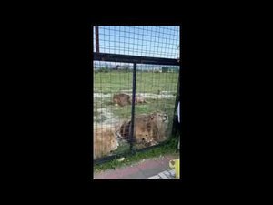 Как лев рычит!!! Львы Тайгана #shorts #тайган #лев